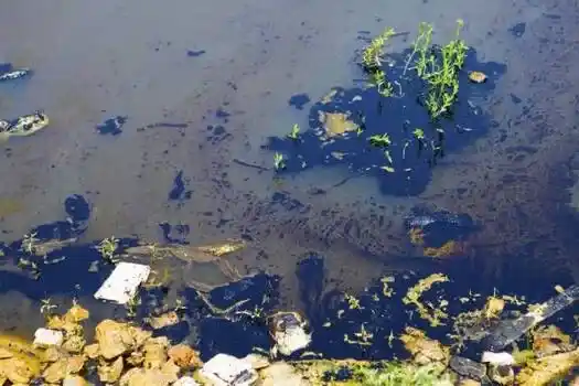 تصميم برك الاستحمام - المعالجة الحيوية للمياه